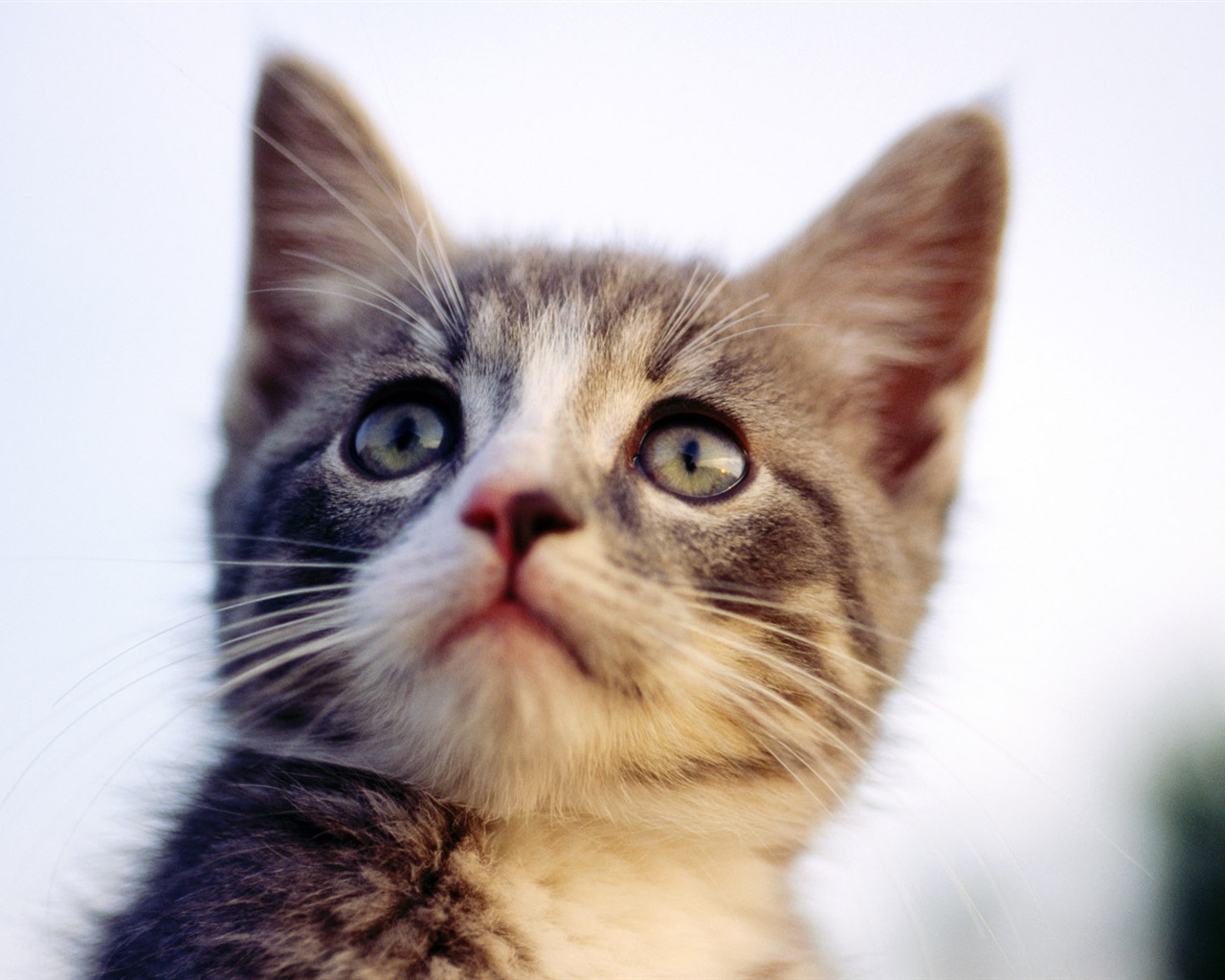 의 HD 벽지 귀여운 고양이 사진 #26 - 1280x1024