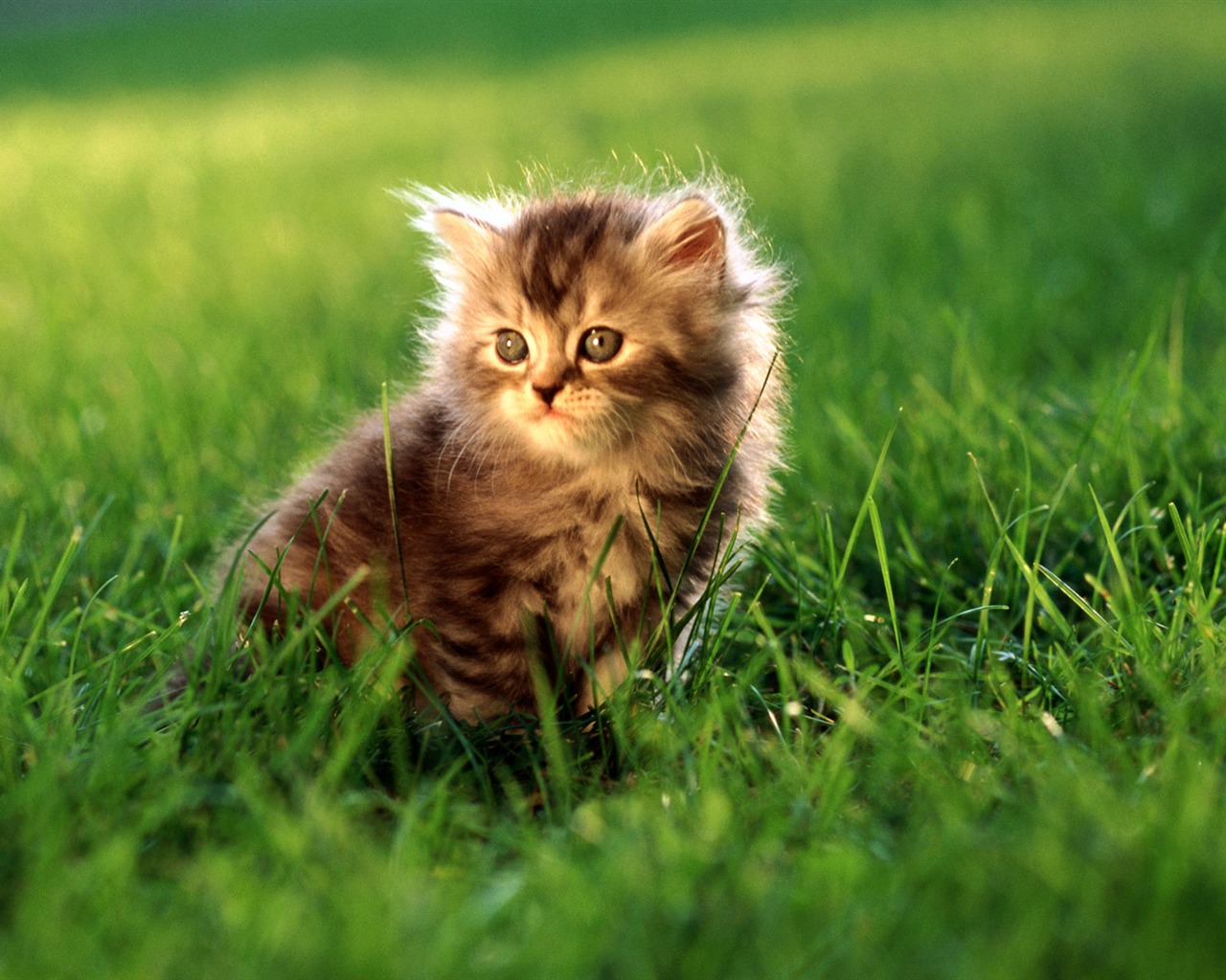 의 HD 벽지 귀여운 고양이 사진 #27 - 1280x1024