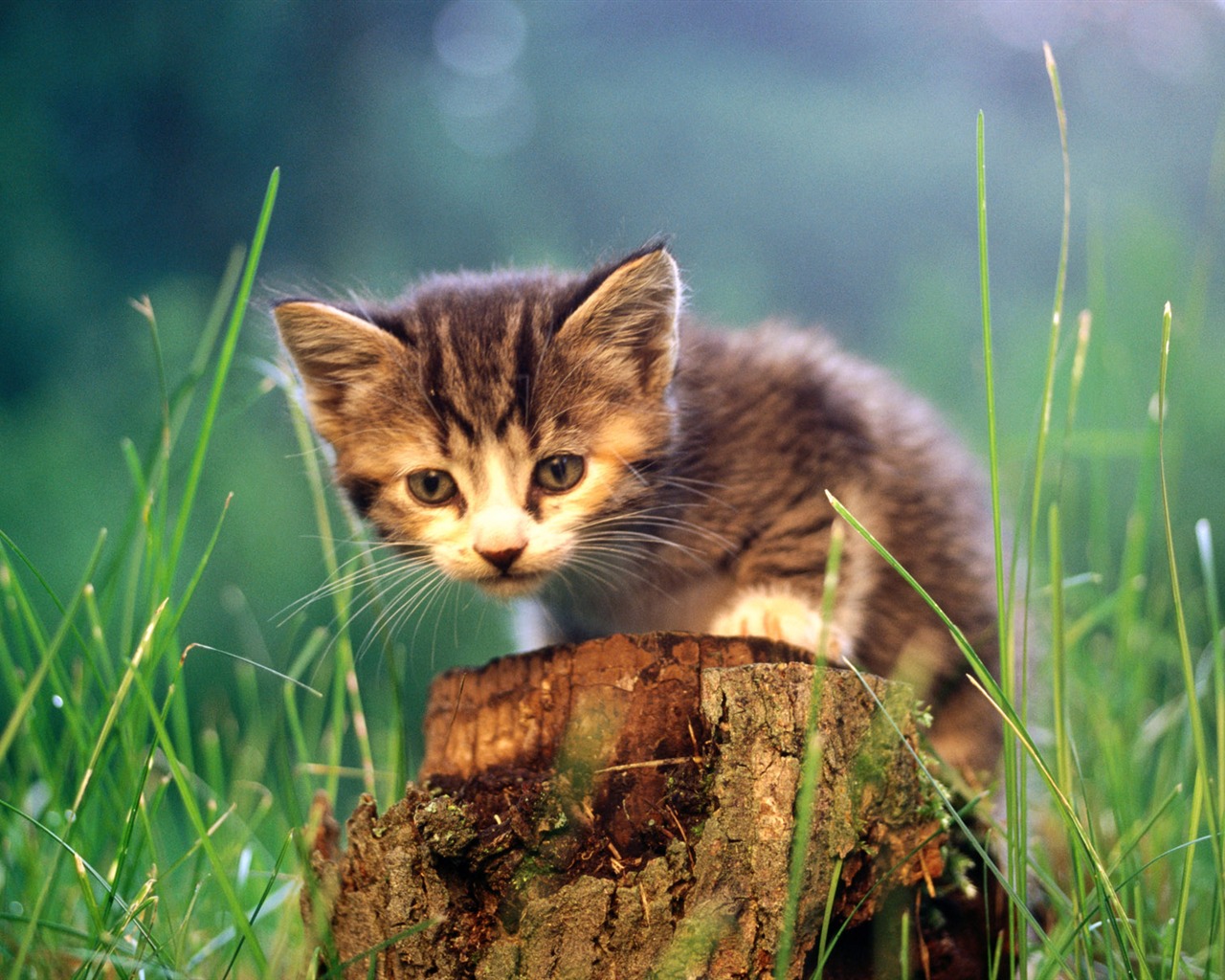 HD Wallpaper cute cat Foto #28 - 1280x1024