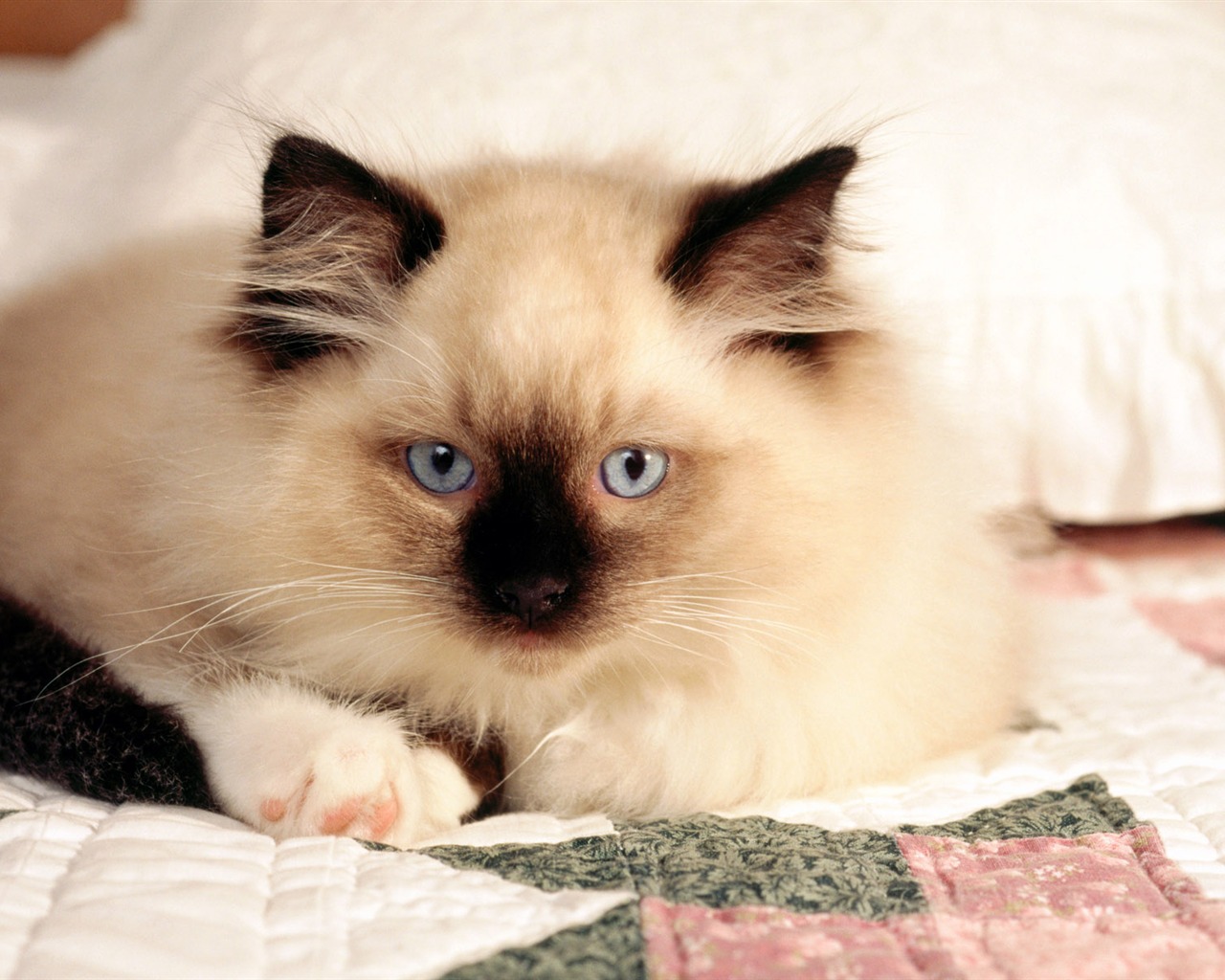 의 HD 벽지 귀여운 고양이 사진 #33 - 1280x1024