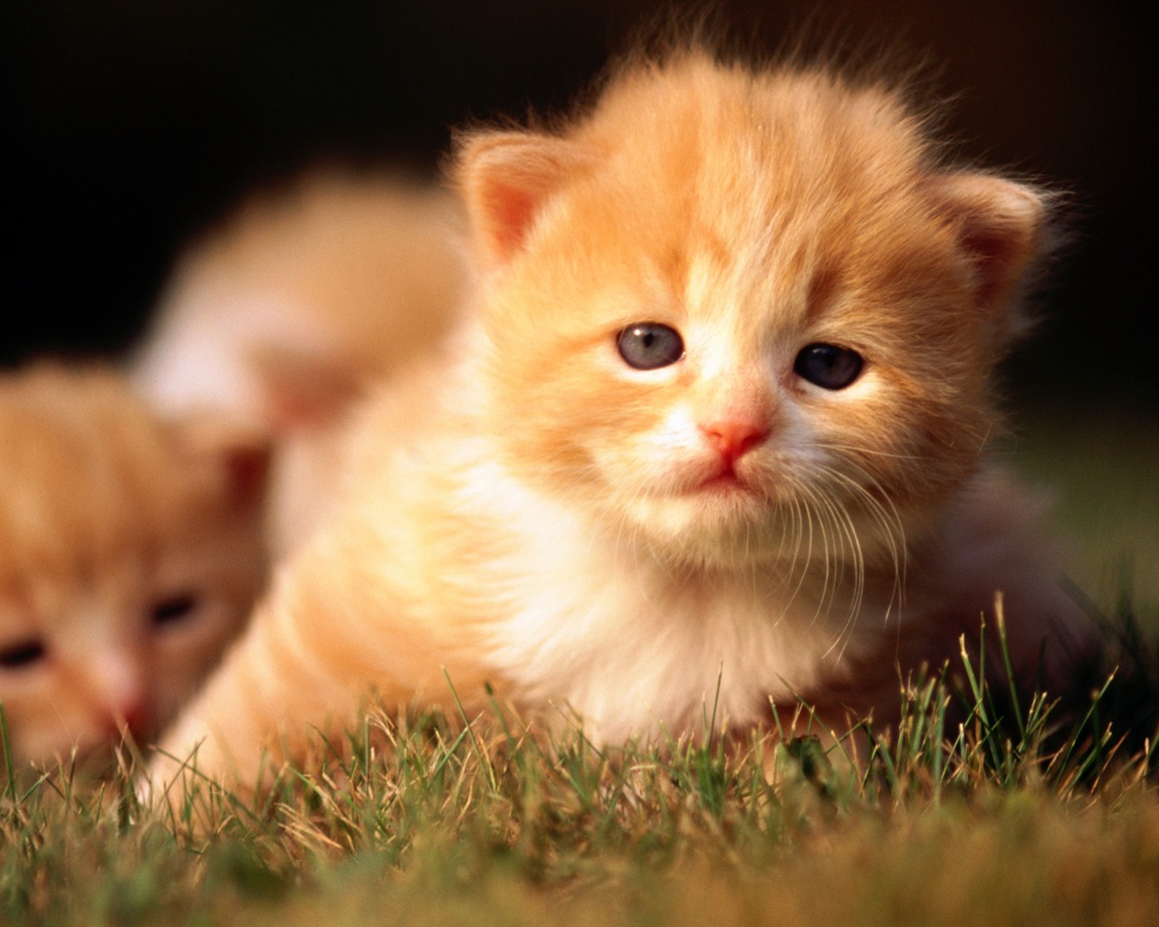 HD Wallpaper cute cat Foto #35 - 1280x1024