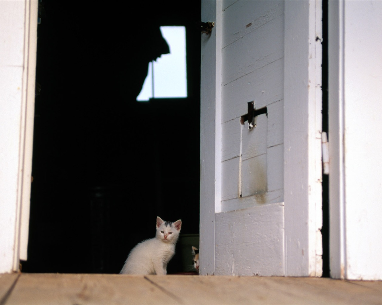 의 HD 벽지 귀여운 고양이 사진 #36 - 1280x1024
