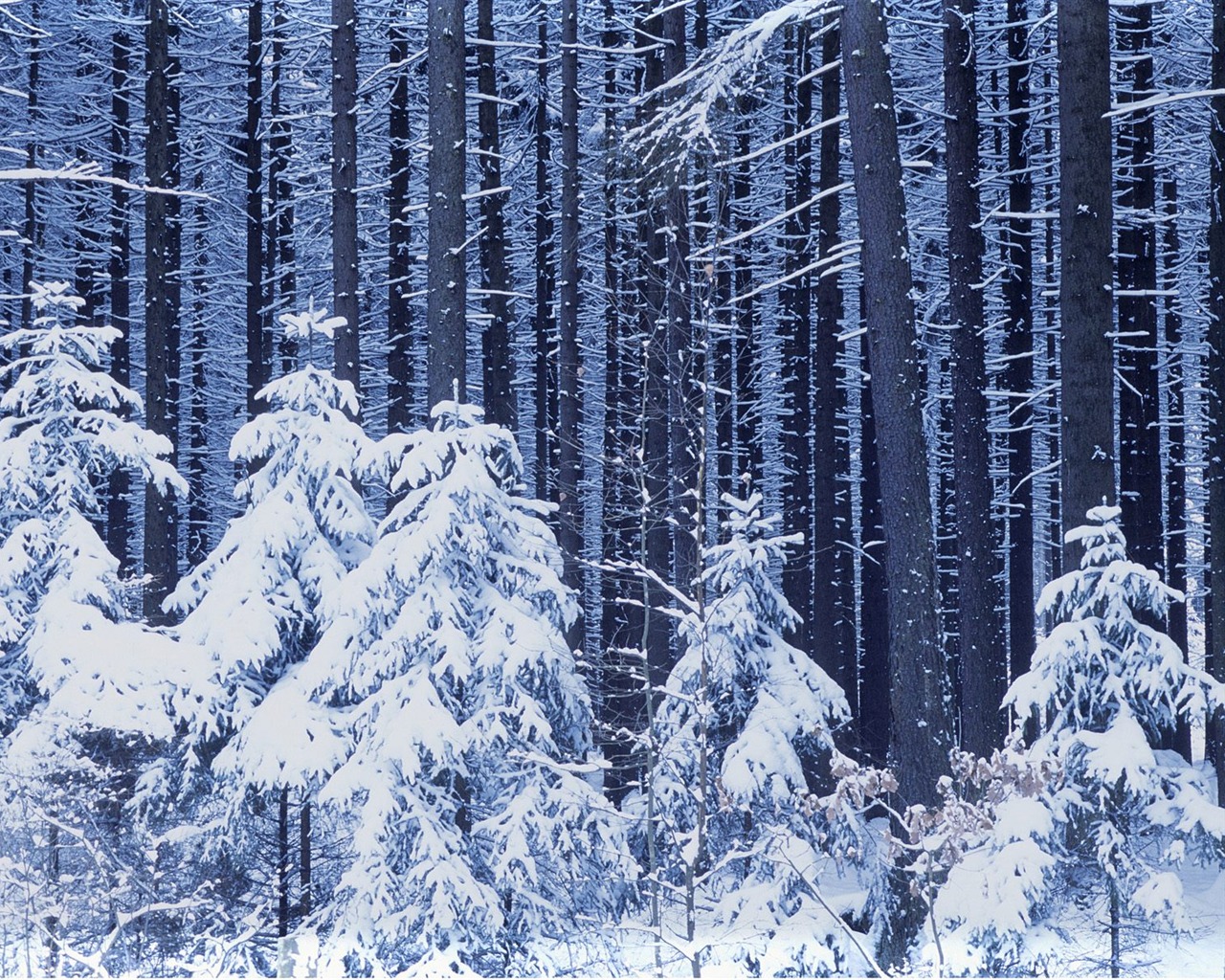 Nejlepší Tapety na plochu (2) #5 - 1280x1024