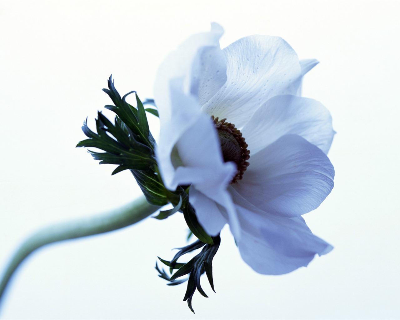 Room, exquisite flower wallpaper #10 - 1280x1024