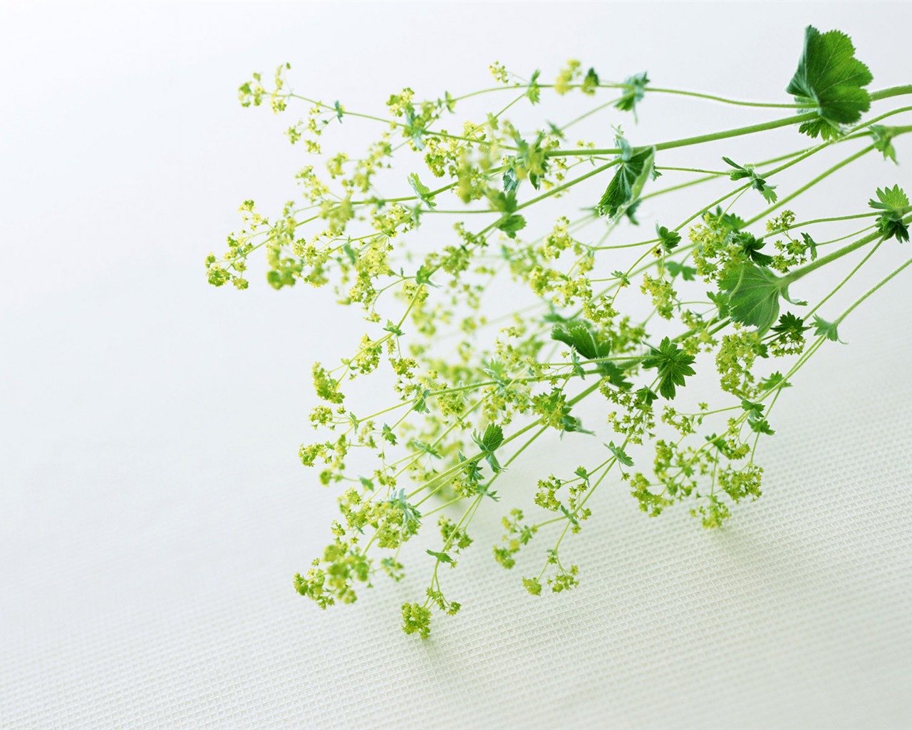 Room, exquisite flower wallpaper #17 - 1280x1024
