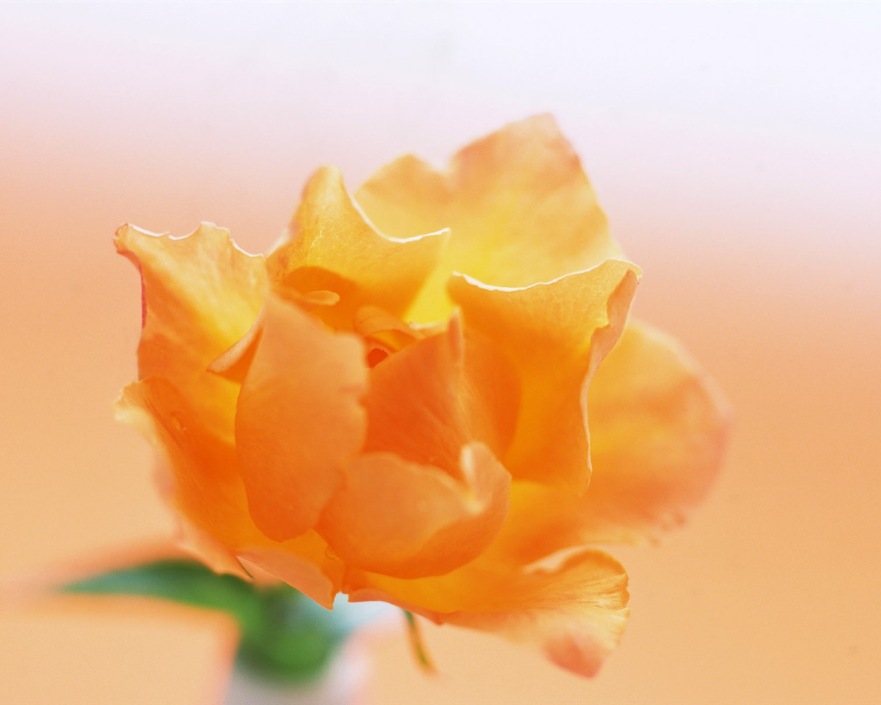 室中花精美壁紙 #24 - 1280x1024
