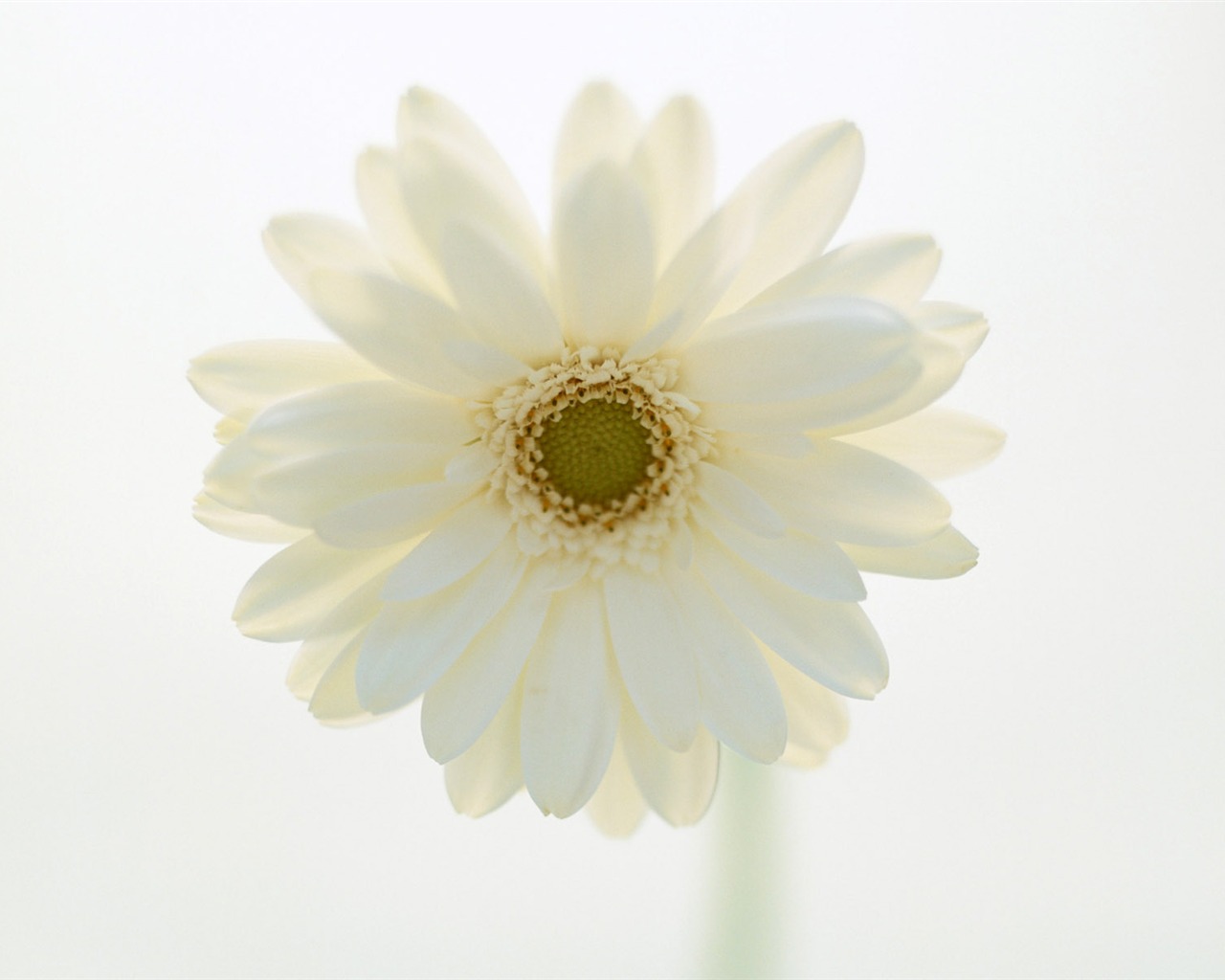 室中花精美壁紙 #38 - 1280x1024