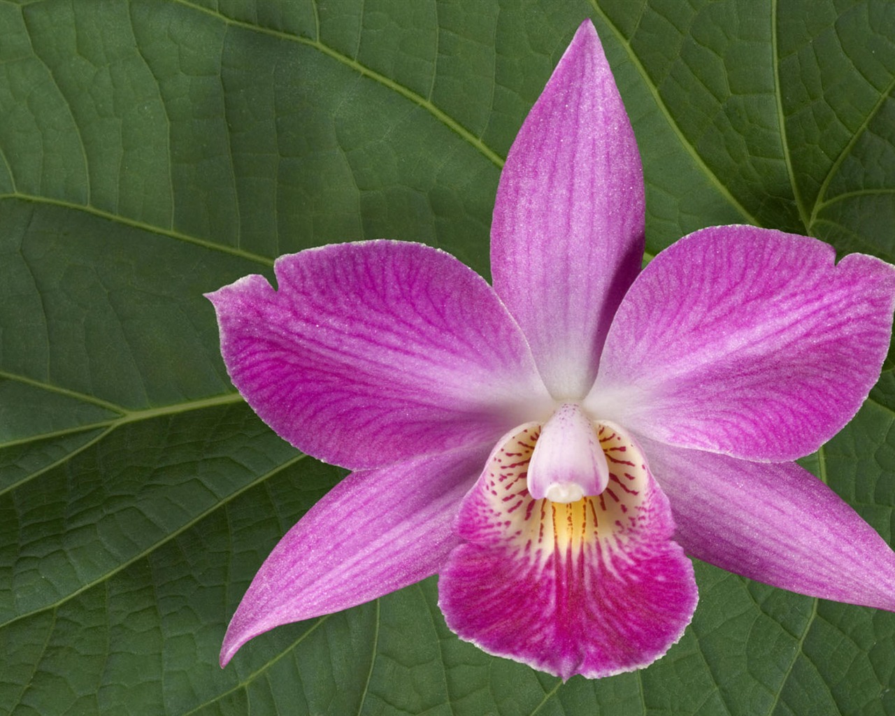 HD wallpaper flowers in full bloom #8 - 1280x1024