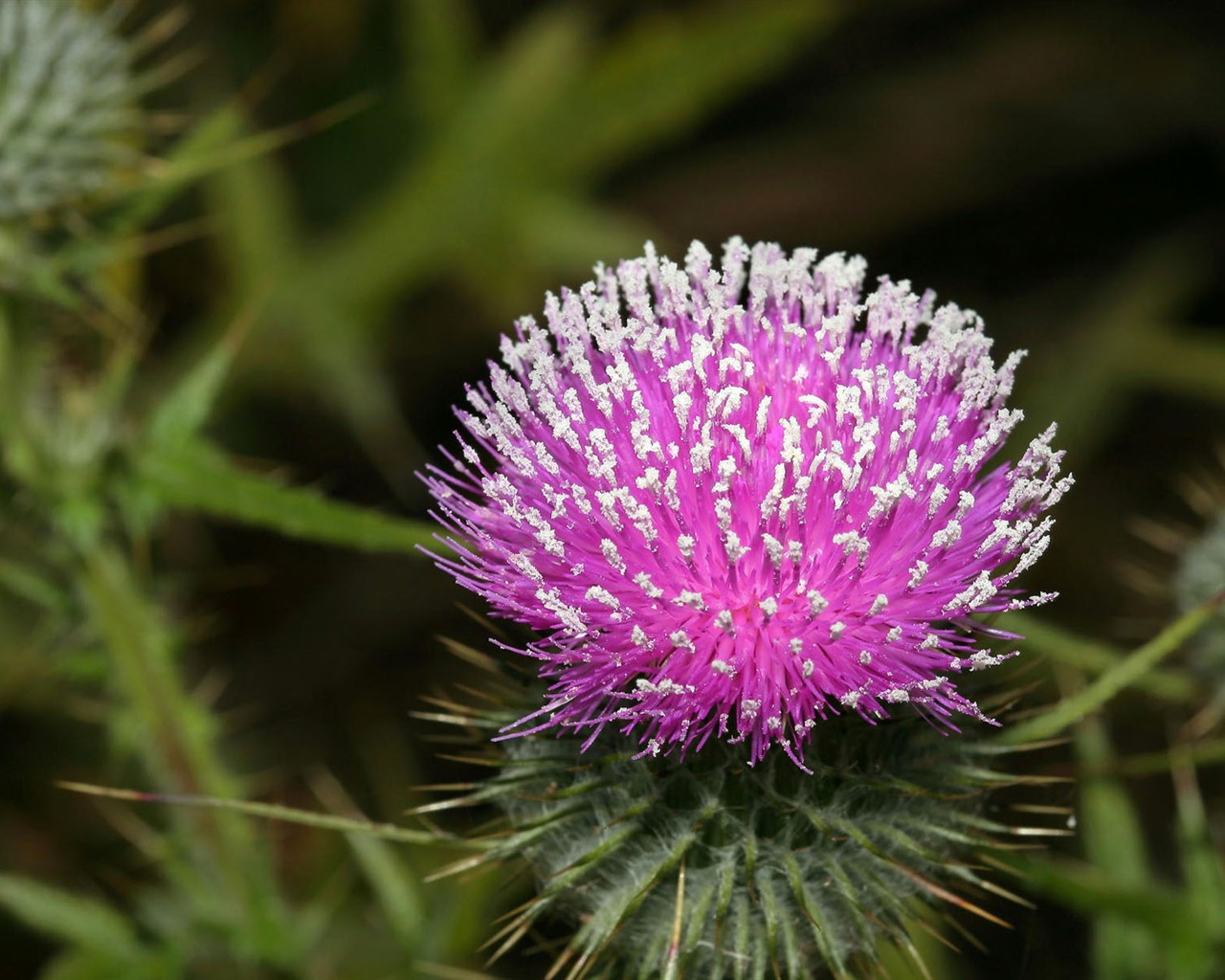HD wallpaper flowers in full bloom #13 - 1280x1024