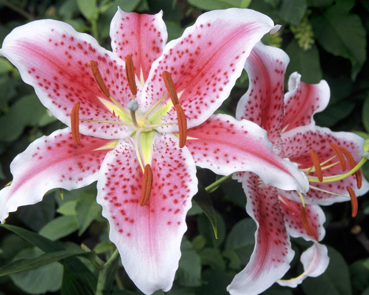 HD wallpaper flowers in full bloom #14 - 1280x1024