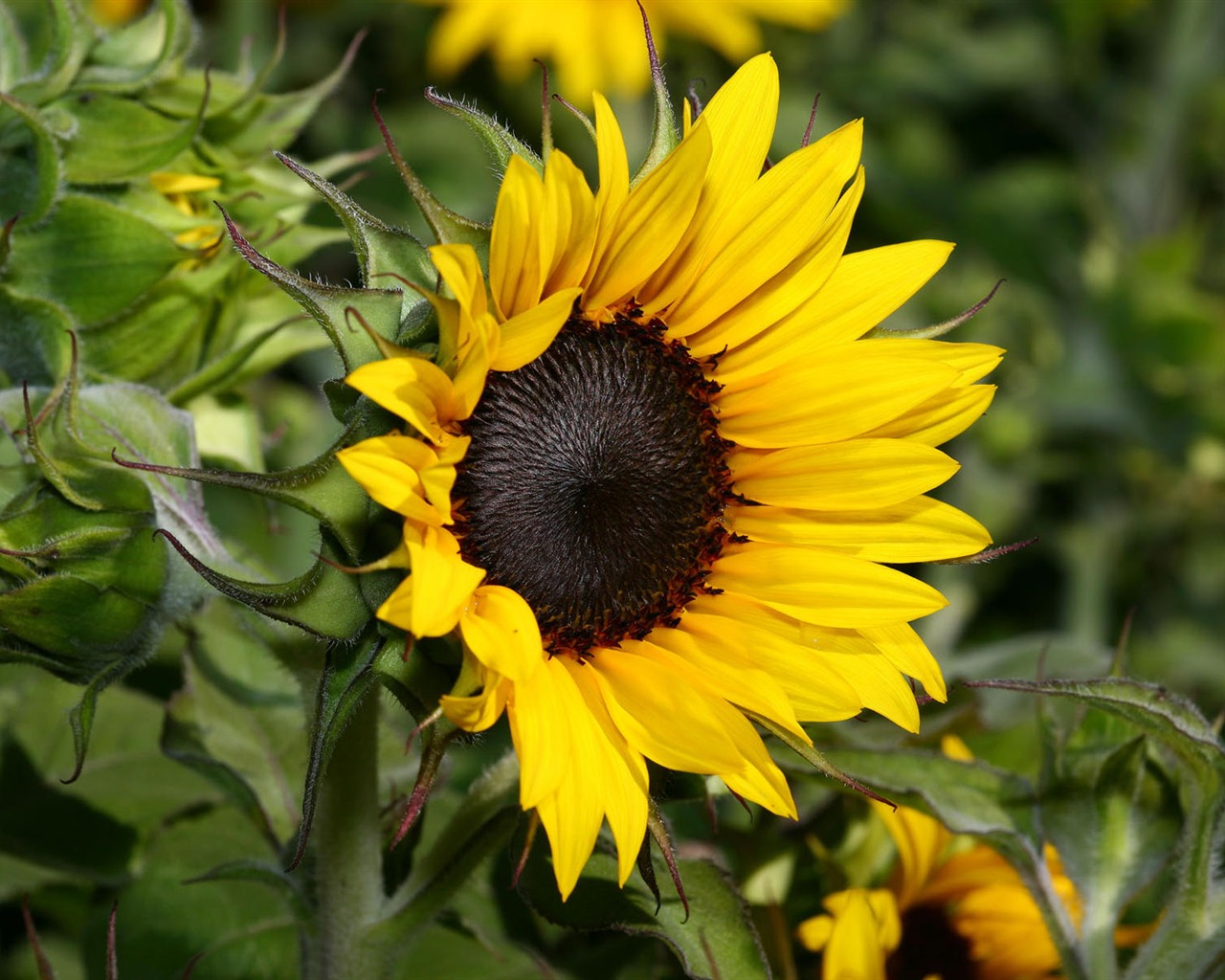 HD wallpaper flowers in full bloom #19 - 1280x1024