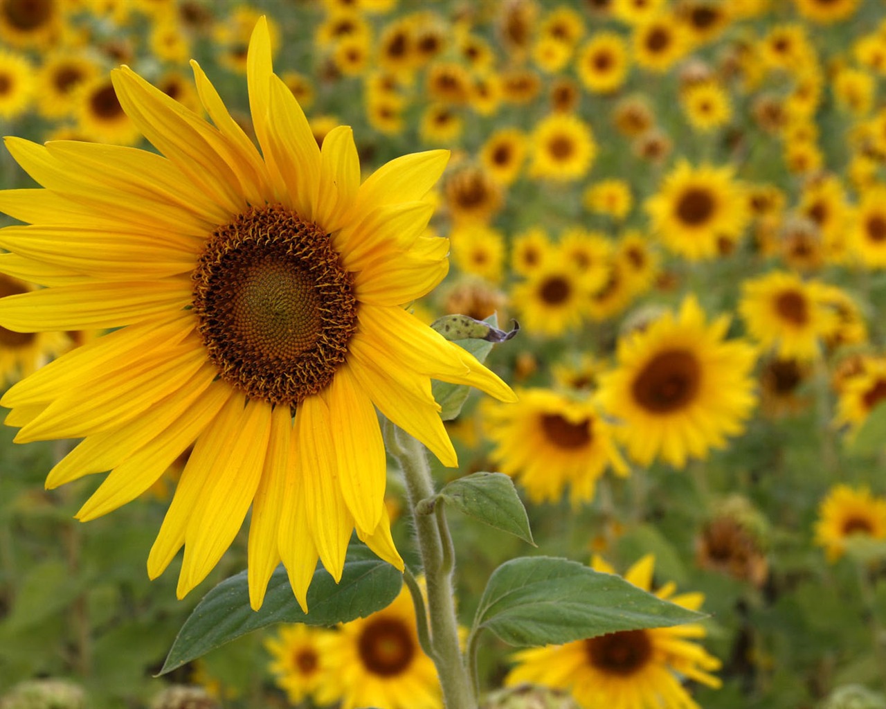 HD wallpaper flowers in full bloom #20 - 1280x1024