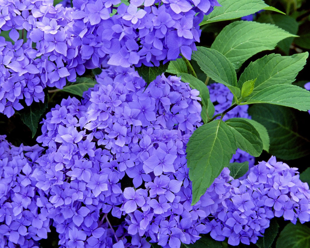 HD wallpaper květiny v plném květu #30 - 1280x1024
