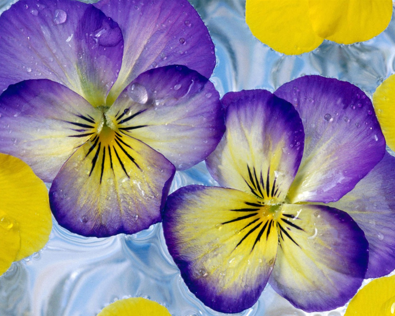 HD wallpaper flowers in full bloom #31 - 1280x1024