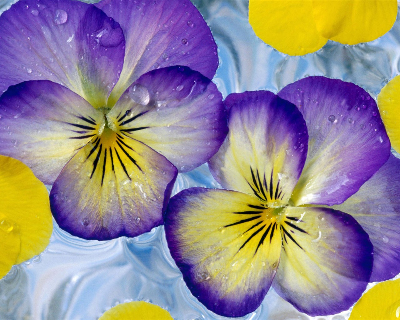 HD wallpaper květiny v plném květu #31 - 1280x1024