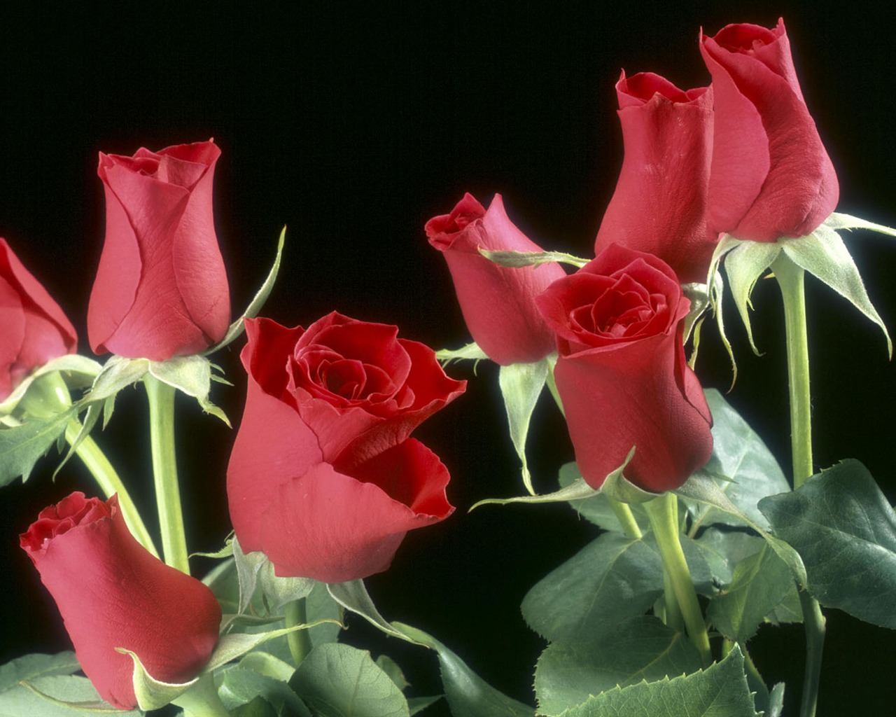 盛開鮮花 高清壁紙 #38 - 1280x1024
