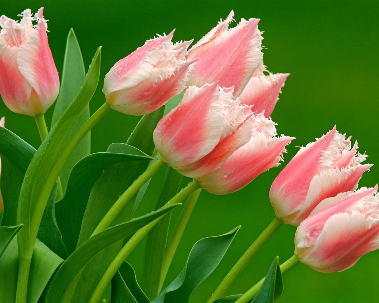 HD wallpaper květiny v plném květu #40 - 1280x1024