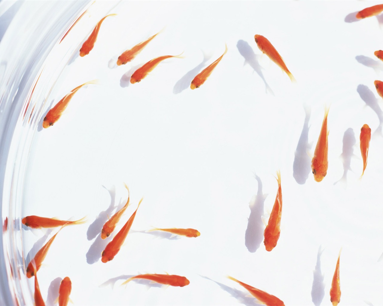 Summer cool wallpapers Album #18 - 1280x1024
