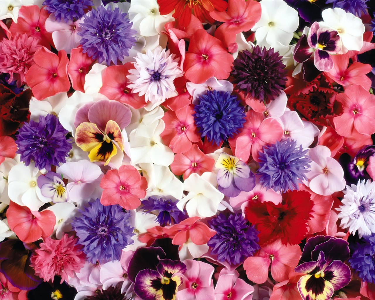아름다운 꽃으로 배경 화면을 둘러싸 #1 - 1280x1024