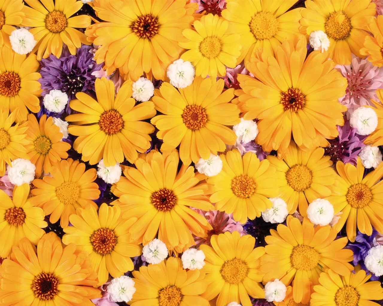 아름다운 꽃으로 배경 화면을 둘러싸 #4 - 1280x1024