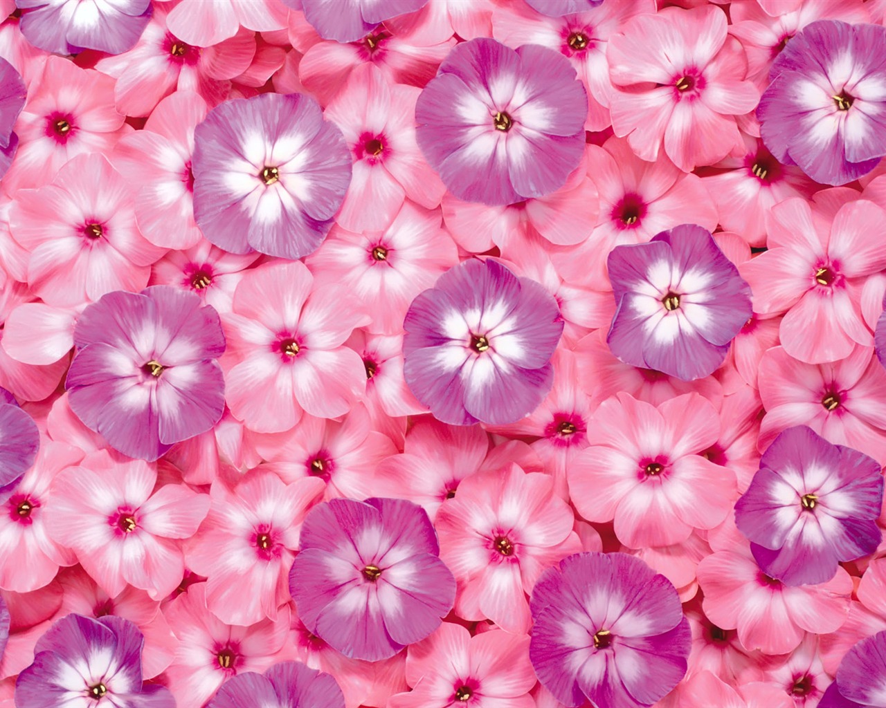 아름다운 꽃으로 배경 화면을 둘러싸 #5 - 1280x1024