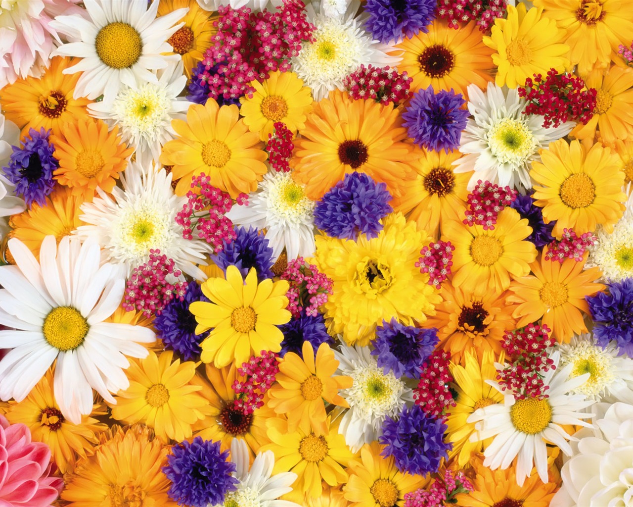 아름다운 꽃으로 배경 화면을 둘러싸 #10 - 1280x1024
