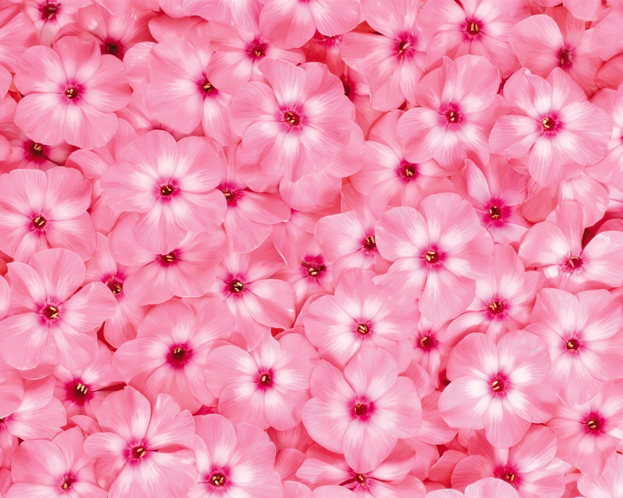 아름다운 꽃으로 배경 화면을 둘러싸 #14 - 1280x1024