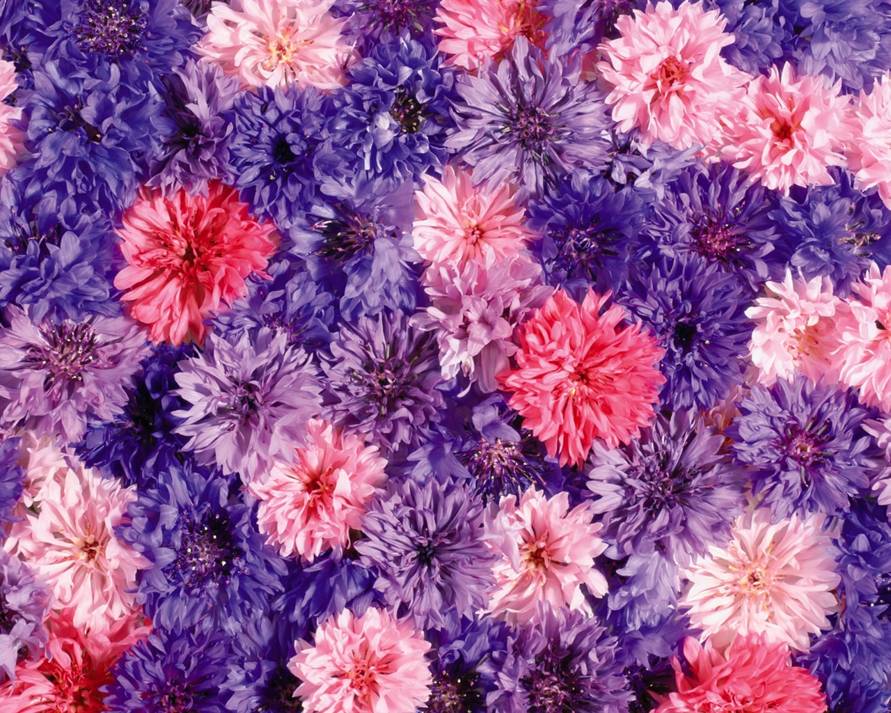 Obklopen ohromující květiny tapety #15 - 1280x1024