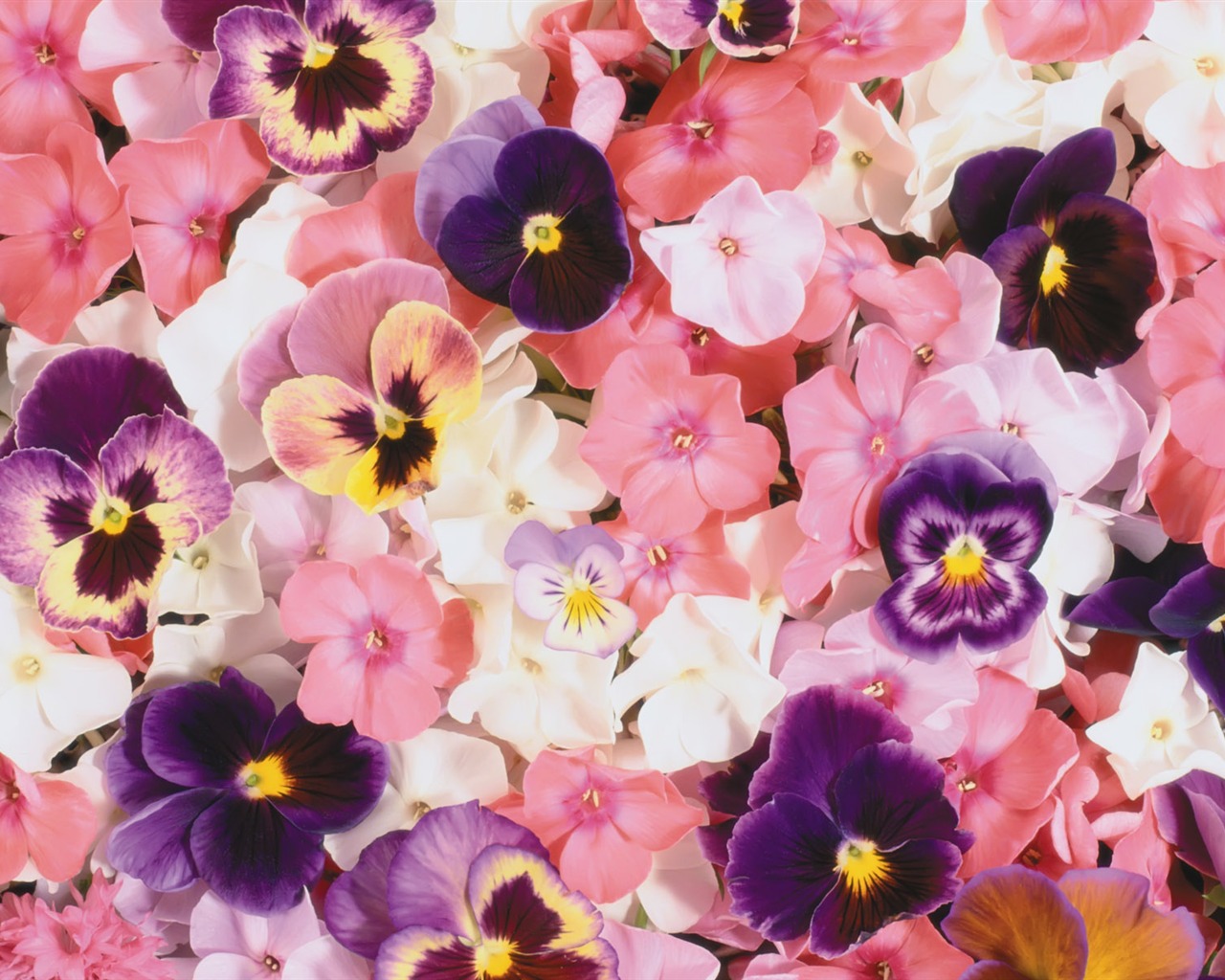 아름다운 꽃으로 배경 화면을 둘러싸 #19 - 1280x1024