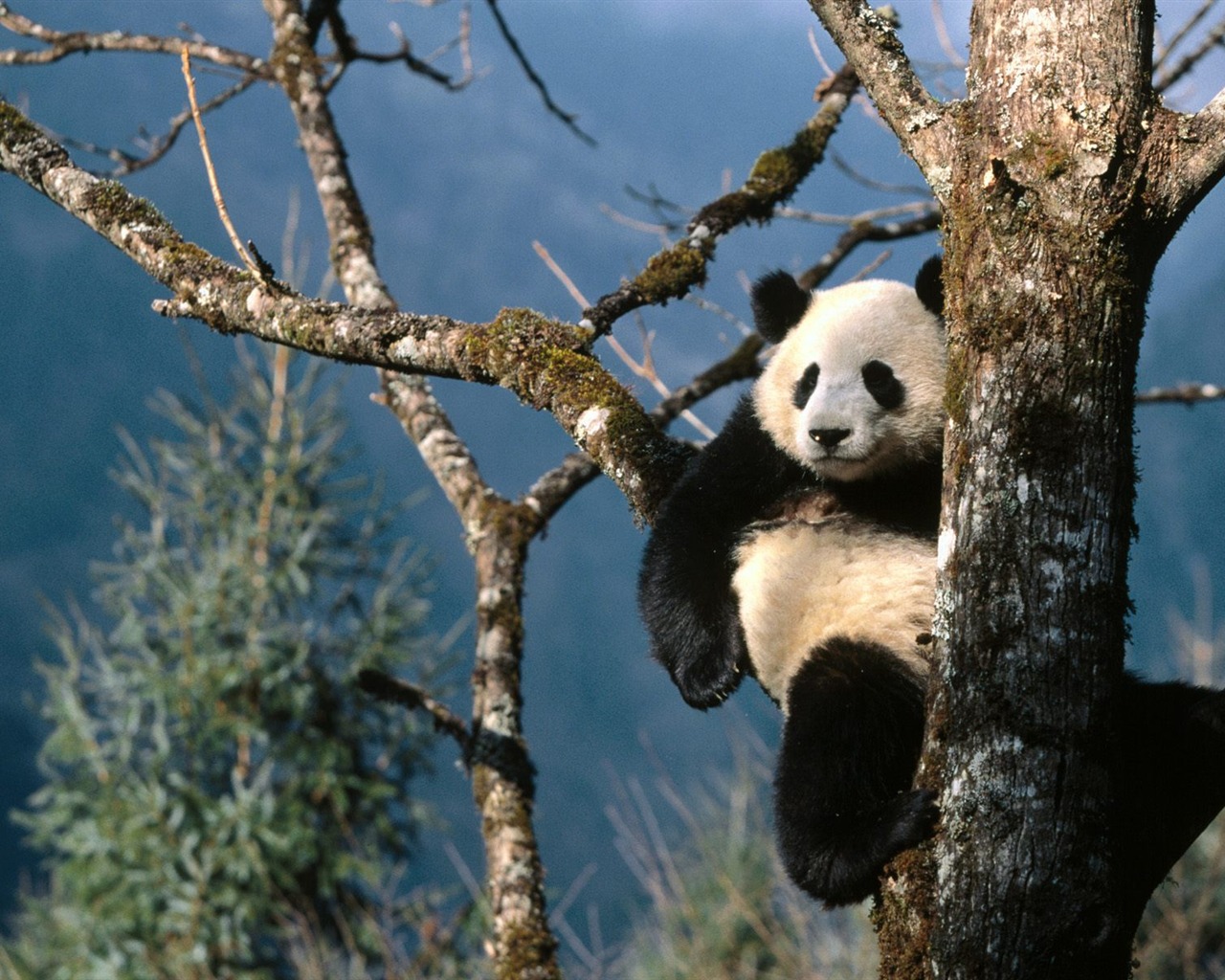 Wonderful Animal World Wallpapers #8 - 1280x1024
