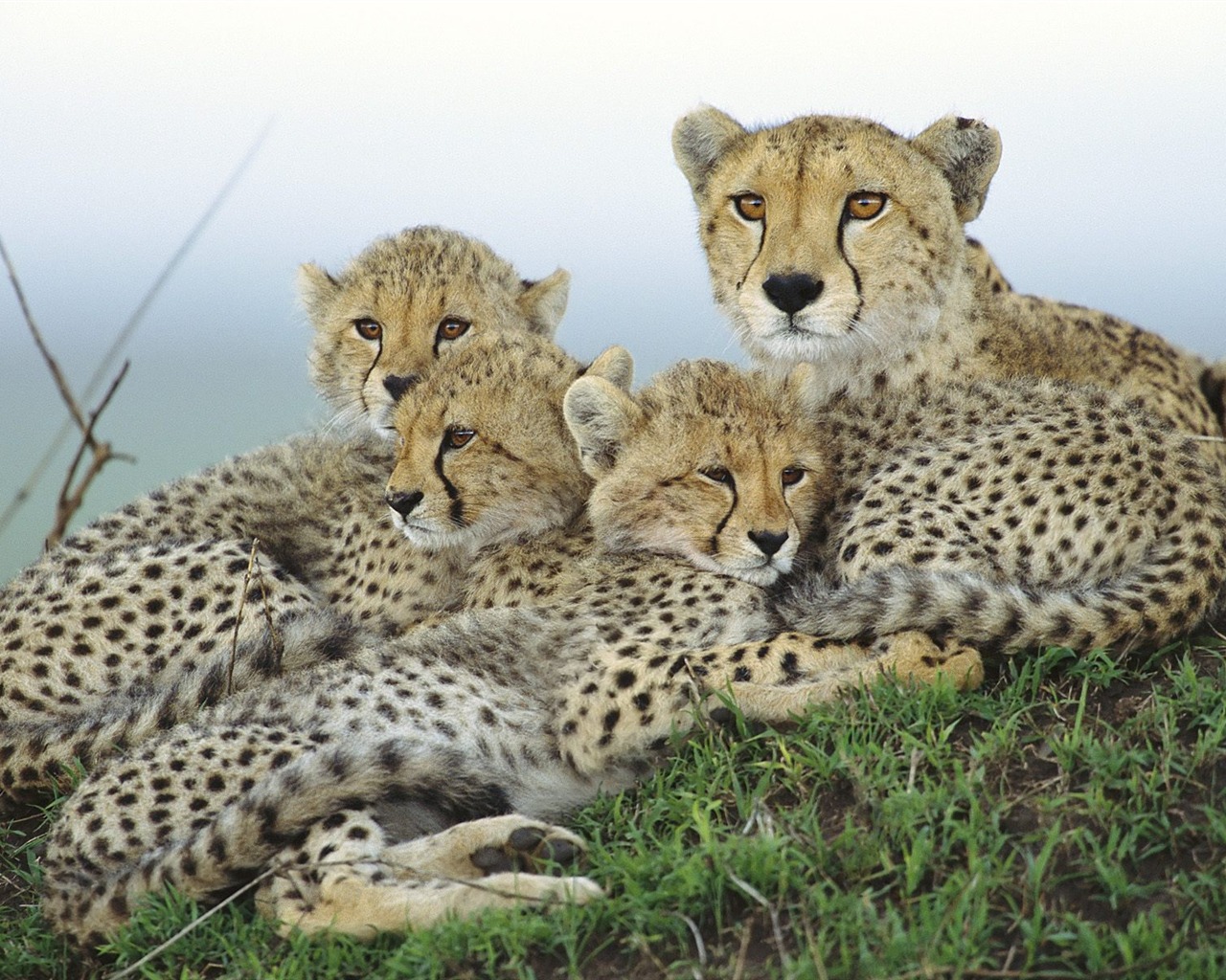 Wonderful World Animal Wallpapers #23 - 1280x1024