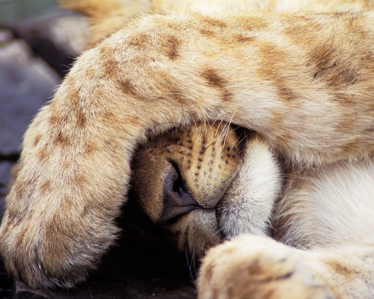Wonderful Animal World Wallpapers #27 - 1280x1024