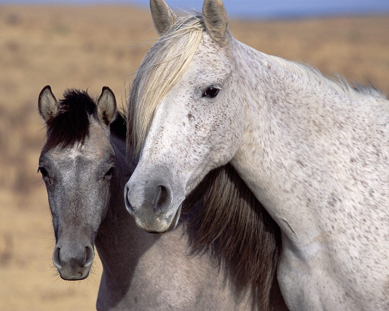 Wonderful Animal World Wallpapers #28 - 1280x1024