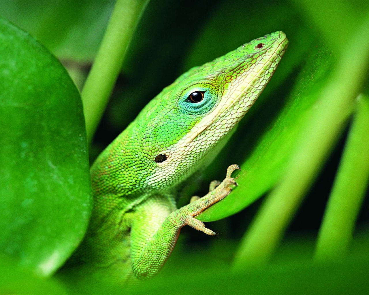 HD lizard wallpaper albums #1 - 1280x1024