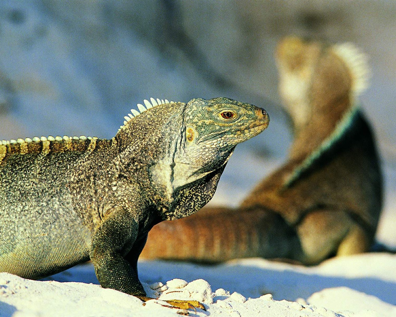 HD lizard wallpaper albums #2 - 1280x1024