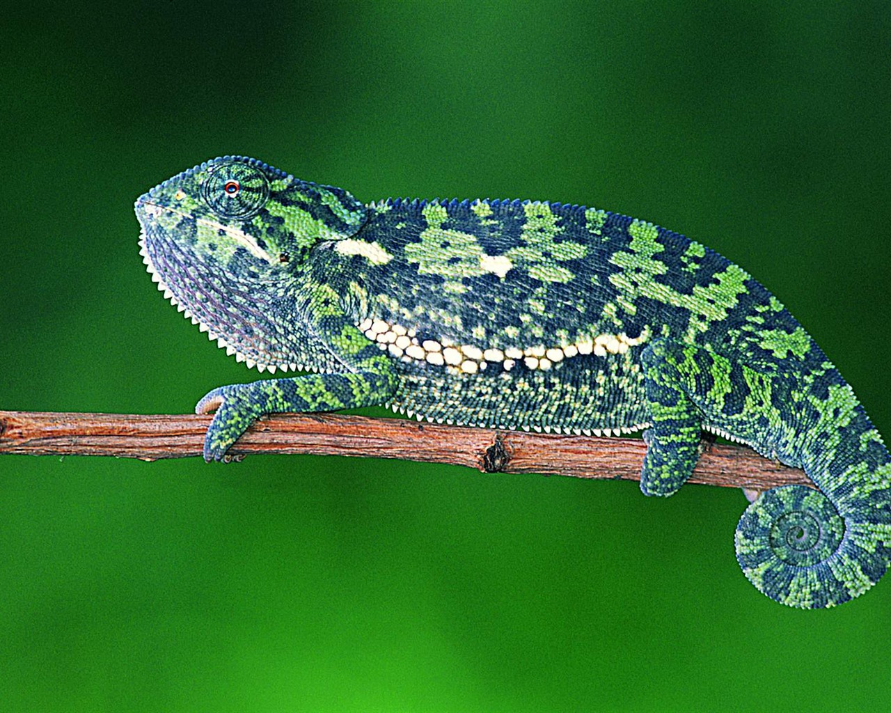 HD lizard wallpaper albums #5 - 1280x1024