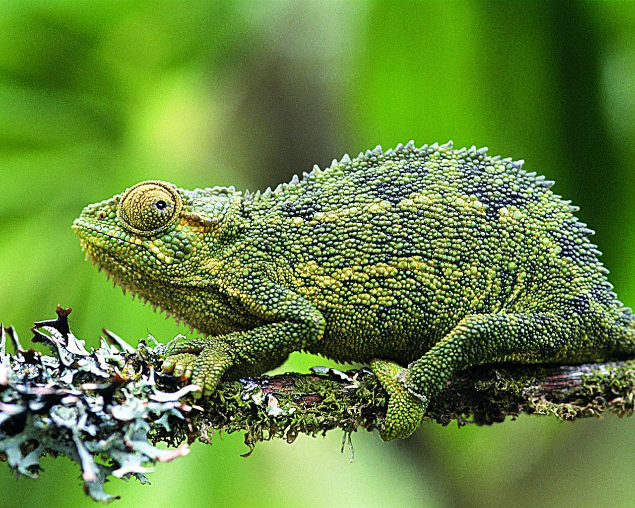 HD lizard wallpaper albums #6 - 1280x1024