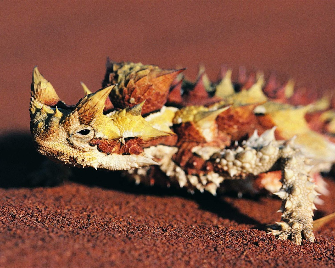 HD lizard wallpaper albums #7 - 1280x1024