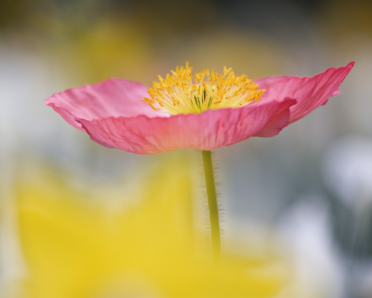 Flowers close-up (5) #2 - 1280x1024