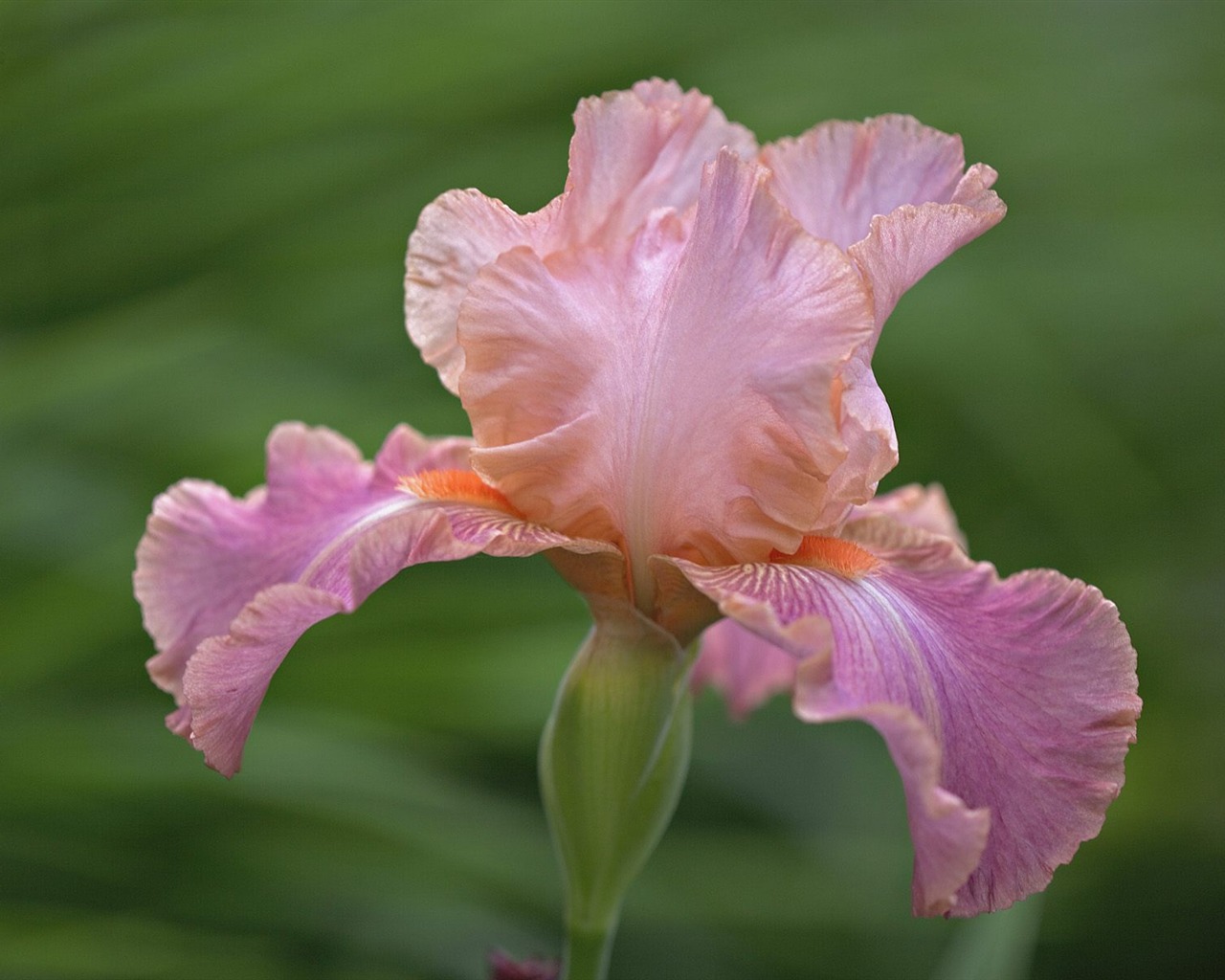 Flowers close-up (5) #7 - 1280x1024