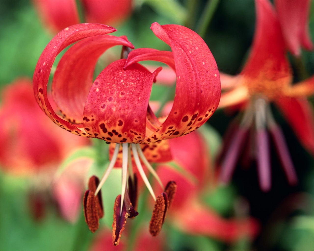 Flowers close-up (5) #15 - 1280x1024