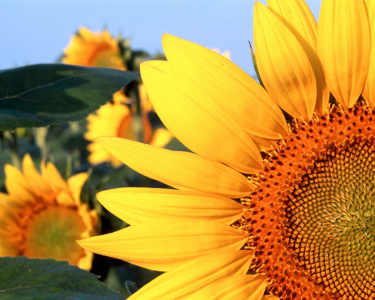 Flowers close-up (5) #20 - 1280x1024