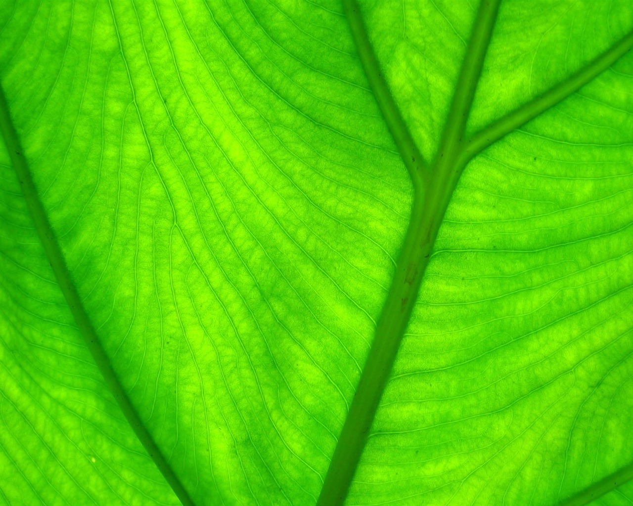 Širokoúhlý HD tapety rostliny #5 - 1280x1024