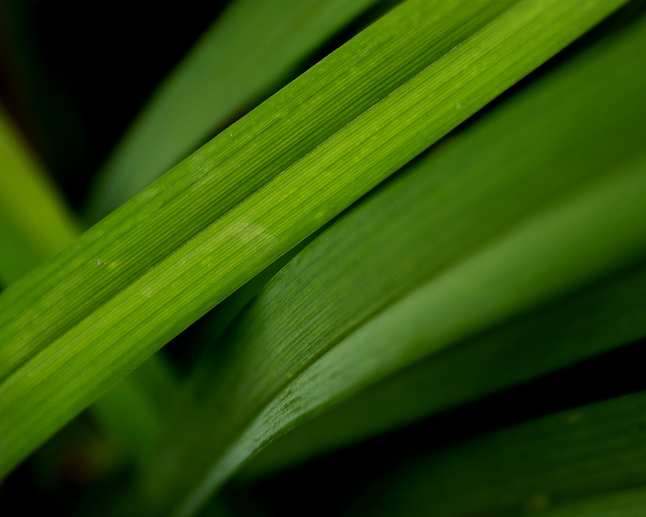 寬屏高清植物壁紙 #19 - 1280x1024