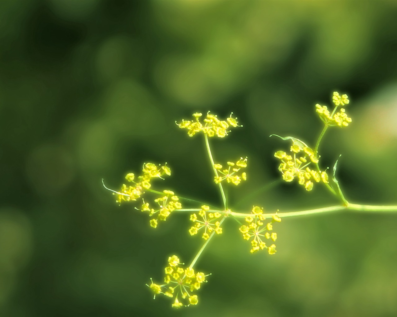 Widescreen HD wallpapers plantes #22 - 1280x1024