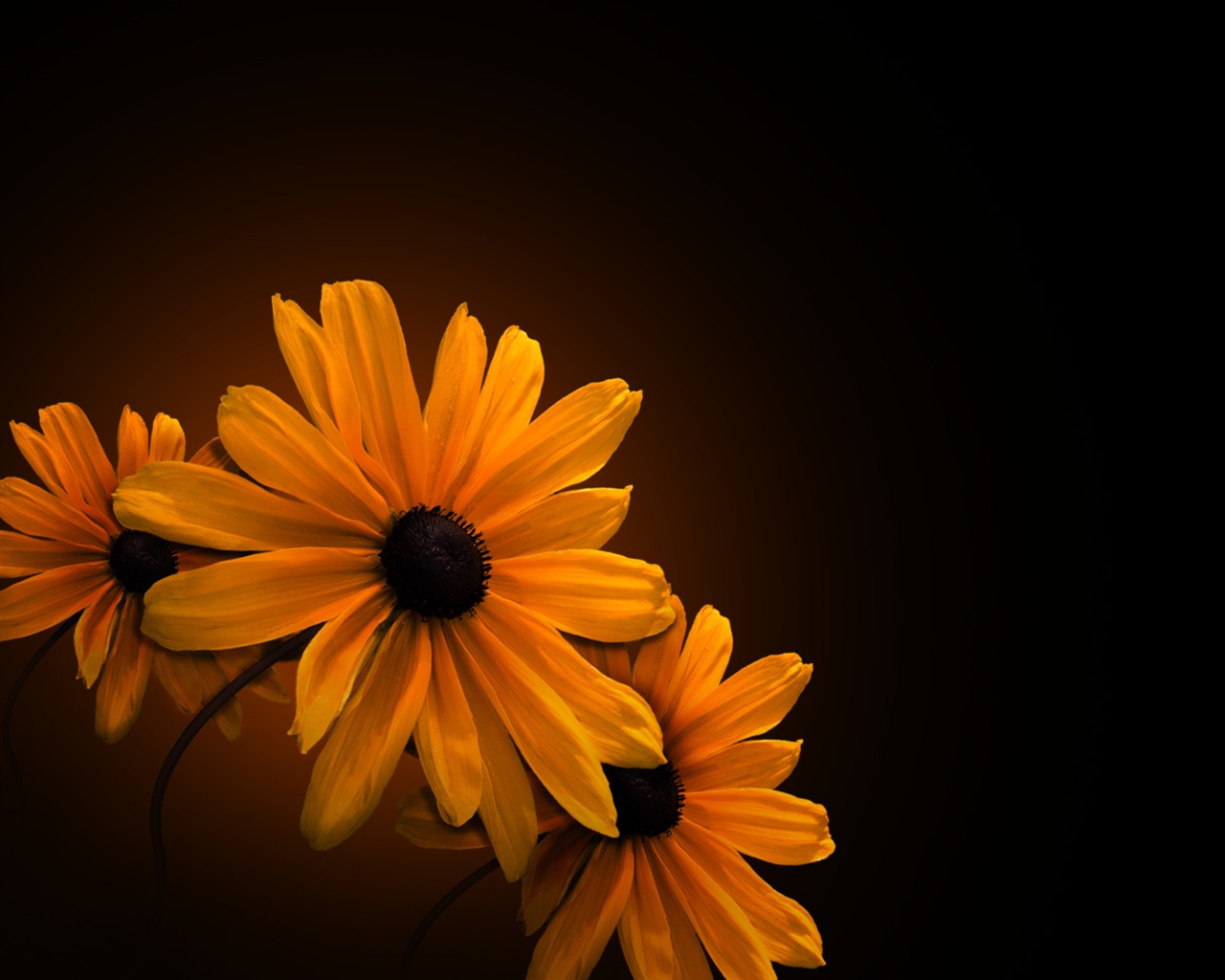 Widescreen HD wallpapers plantes #28 - 1280x1024