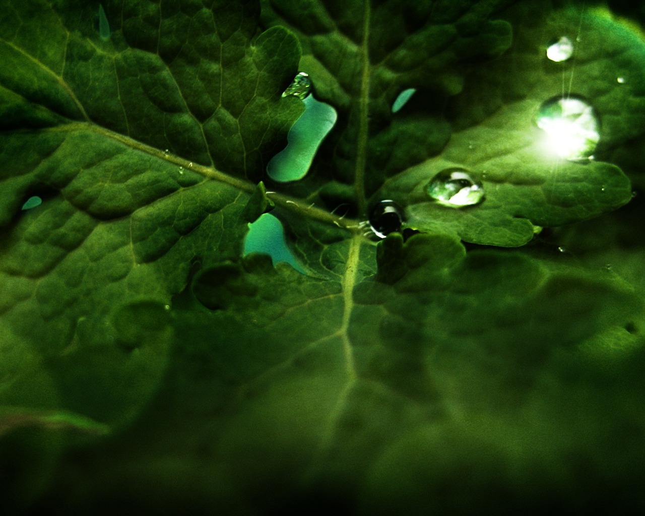 寬屏高清植物壁紙 #29 - 1280x1024