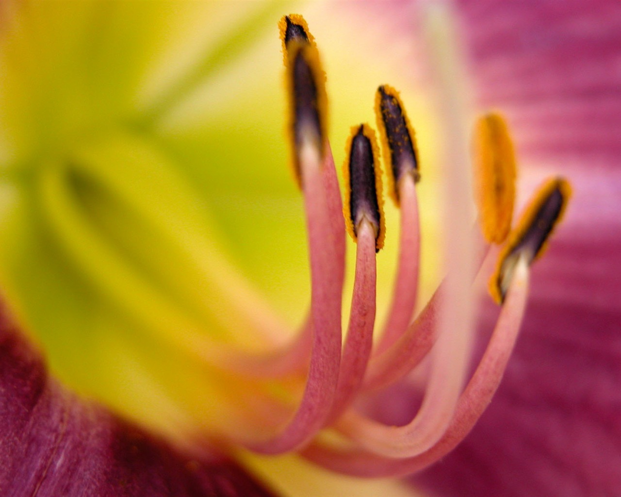 寬屏高清植物壁紙 #30 - 1280x1024