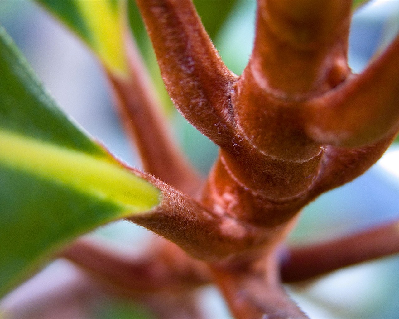 寬屏高清植物壁紙 #31 - 1280x1024
