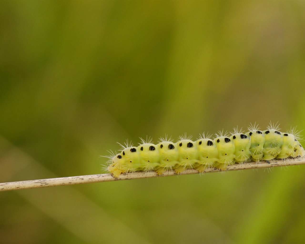 Širokoúhlý HD tapety rostliny #32 - 1280x1024